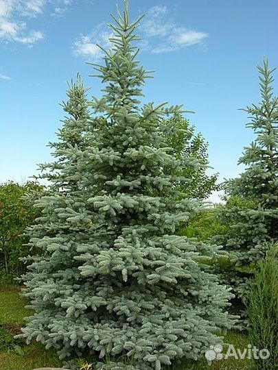 Ель колючая Глаука