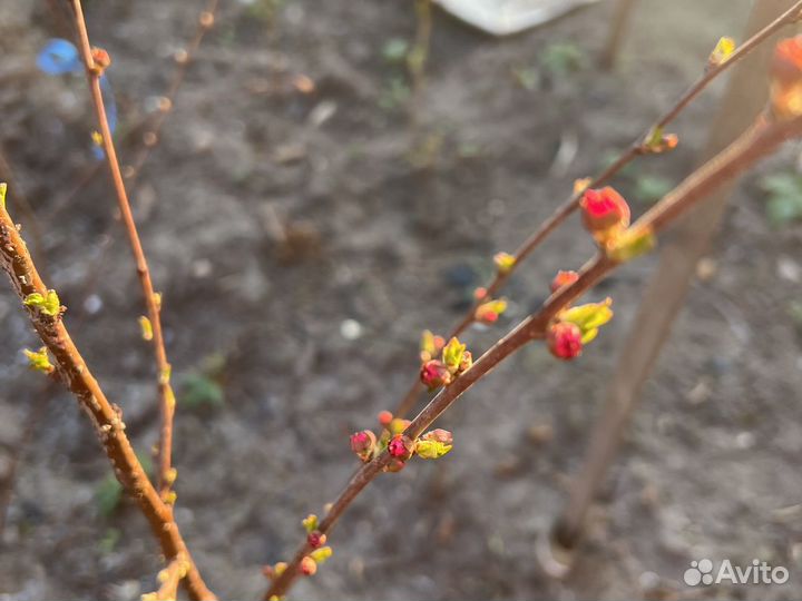 Сакура махровая саженцы
