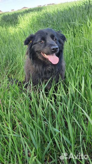 Ласковая добрая собака