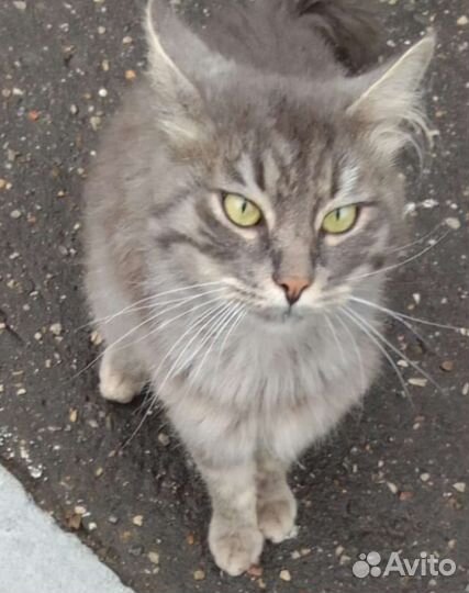 Кошки бесплатно