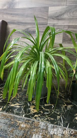 Пальма панданус