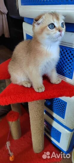 Котята золотая шиншилла