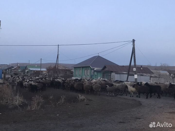Продаю баранов, овечек