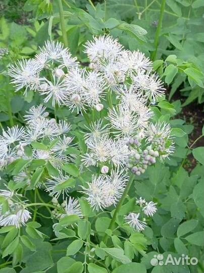 Многолетние цветы