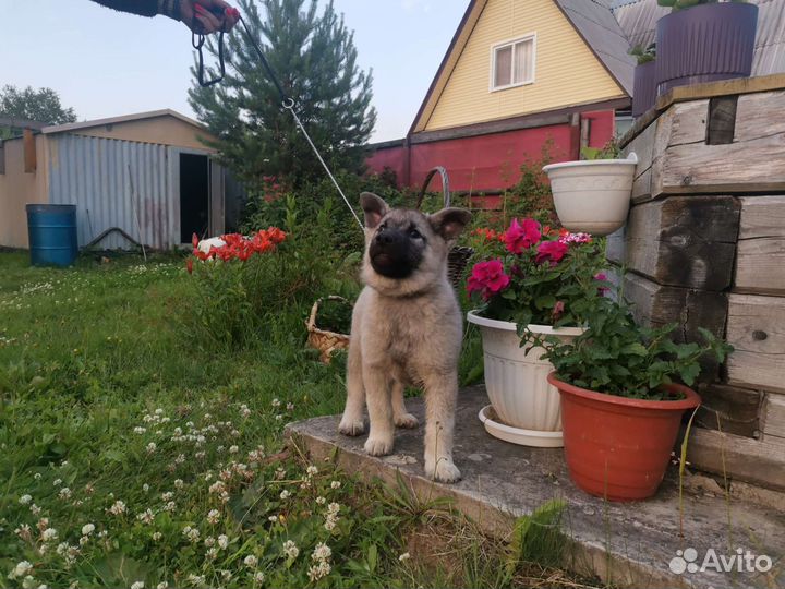Собаки щенки