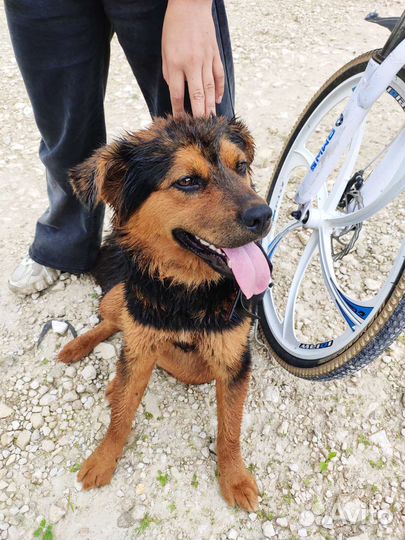Собака в добрые руки отдам бесплатно