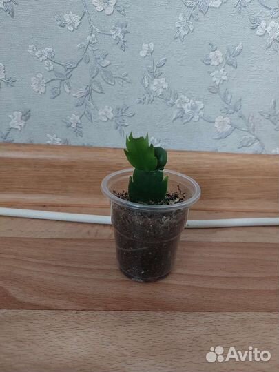 Декабрист желтый