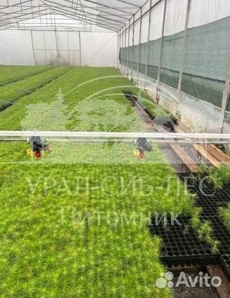 Горная сосна Мугус зкс сеянцы