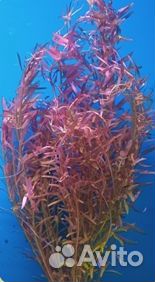 Растения для аквариума