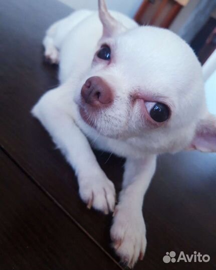 Чихуахуа девочка