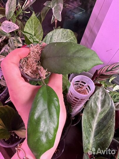 Хойя,hoya часть 4