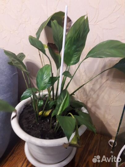 Спатифиллум