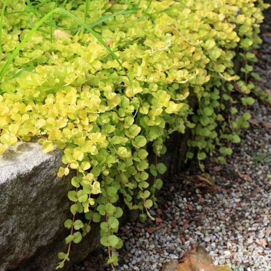 Вербейник монетчатый