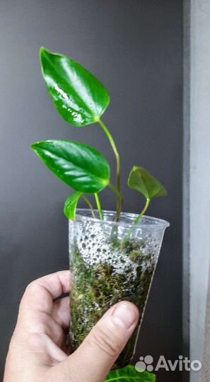 Комнатные цветы Обновлен 18.10