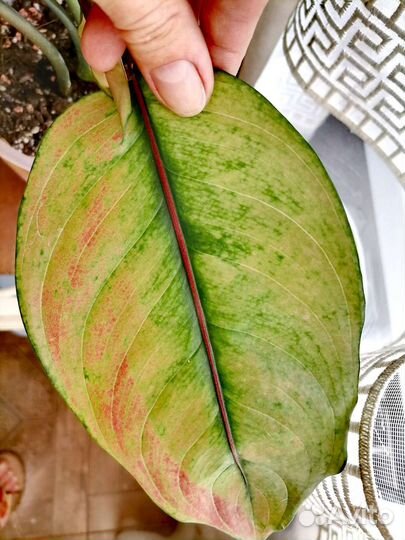 Аглаонема Маха Хенг Тайланд