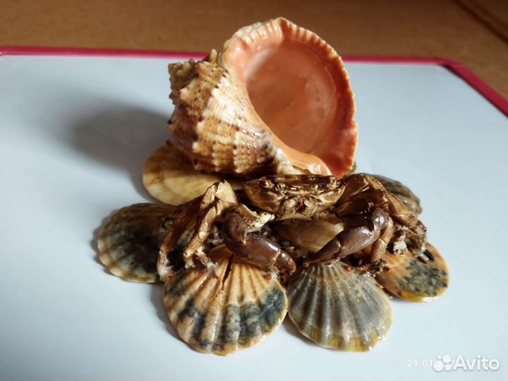 Сувенир с моря краб и ракушка
