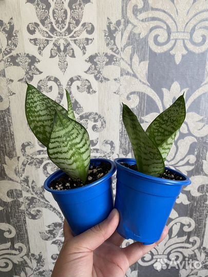 Сансевиерия хана детки от 5 до 15 см