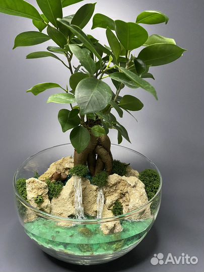 Флорариум с деревом