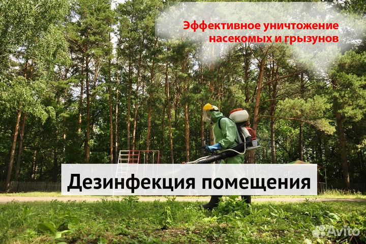 Уничтожение клопов тараканов грызунов блох плесени