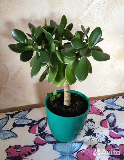 Денежное дерево толстянка