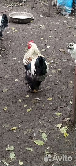 Петухи. Инкубационное яйцо кур