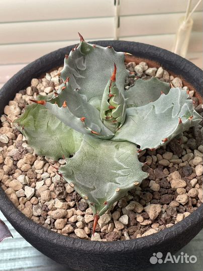 Agave isthmensis