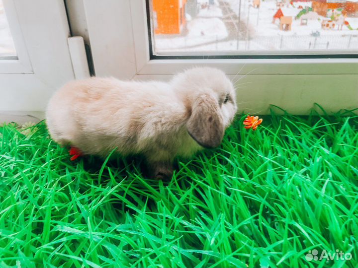 Мини карликовый кролик