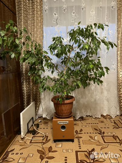 Фикус бенджамина