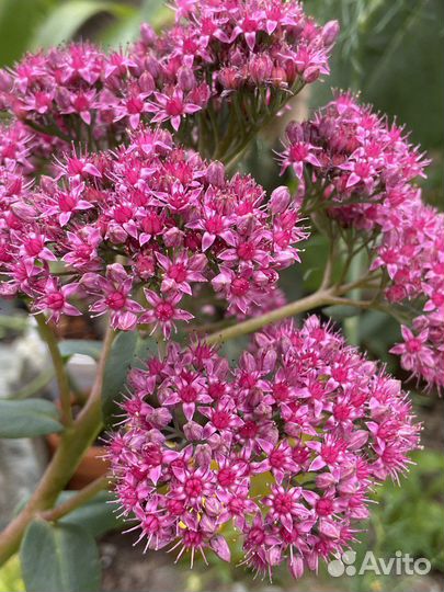 Многолетние растения