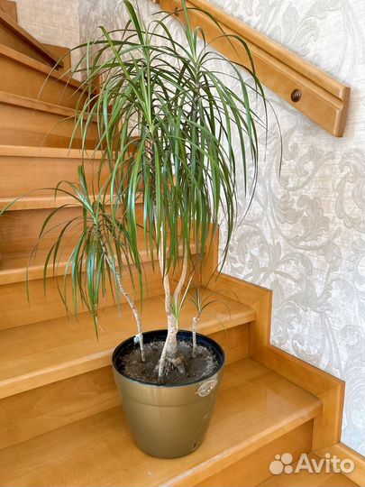 Драцена маргината