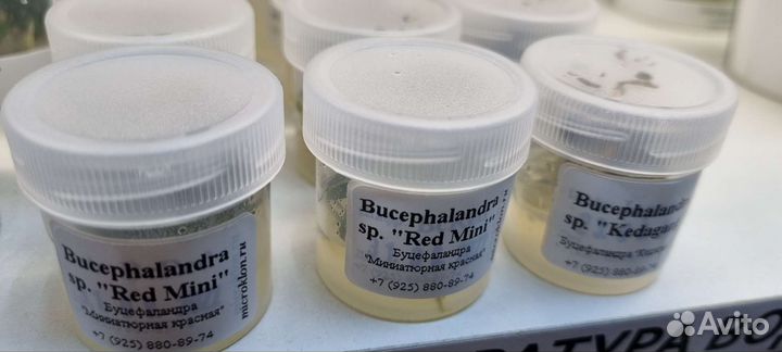 Аквариумные живые растения большой выбор