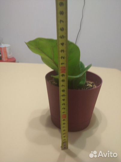 Фикус бомбино