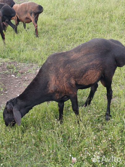 Овцы гиссарские