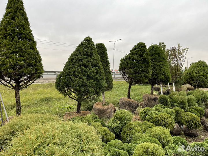 Можжевельник