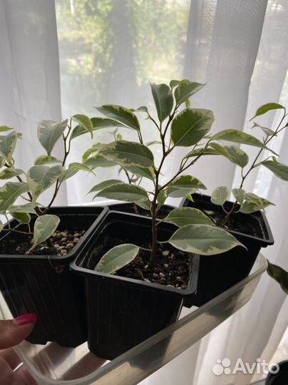 Фикус Бенжамина