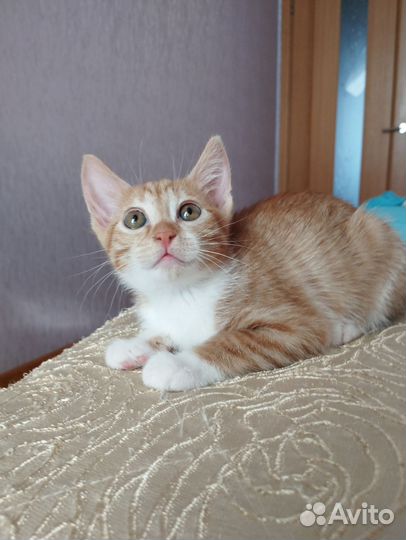 Кошка в дар бесплатно