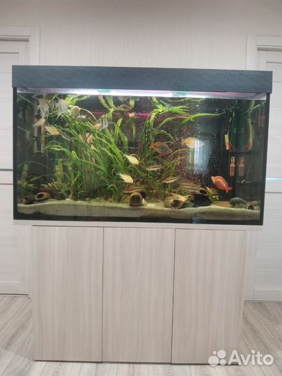 Аквариум + содержимое