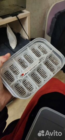 Инкубатор. пластиковый инкубатор для рептилии