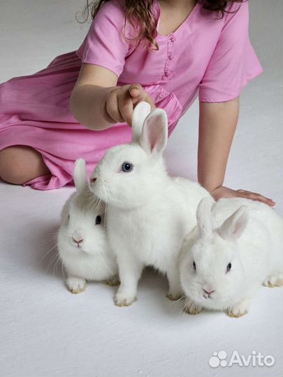 Животные на праздник. Пони, кролики, минипиги и др