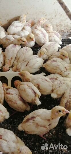 Перепела суточные доставка