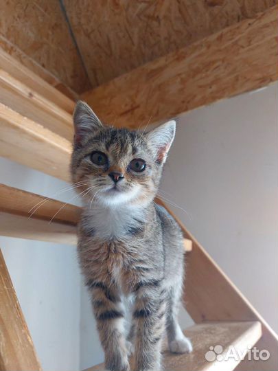 Котенок красивый