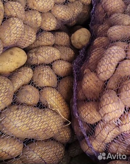 Картофель 
