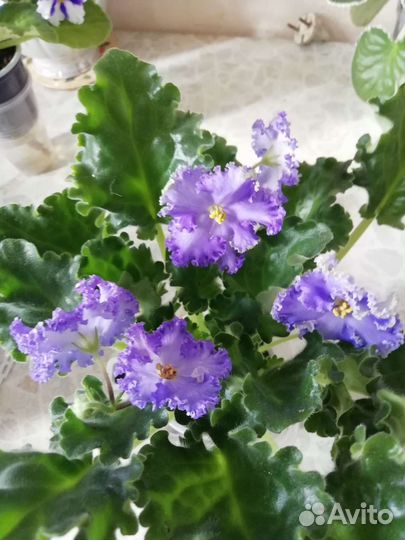 Сортовые фиалки