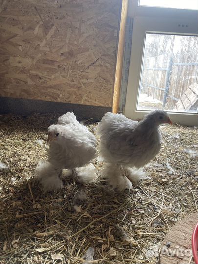 Цыплята кохинхина карликового