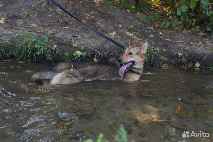 Собака в добрые руки