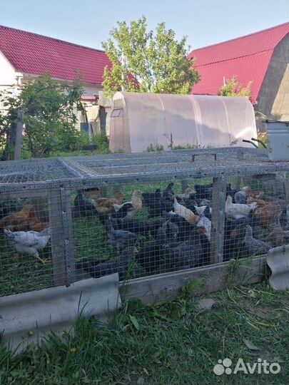 Цыплята несушки подрощенные