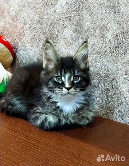 Котята мейн-кун