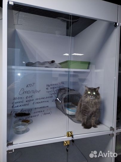 Передержка кошек