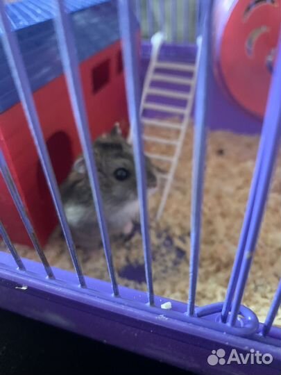 Джунгарский хомяк с клеткой