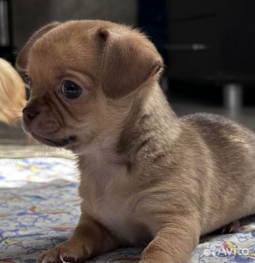 Чихуахуа мини мальчик